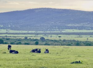 Masai Mara Hills View