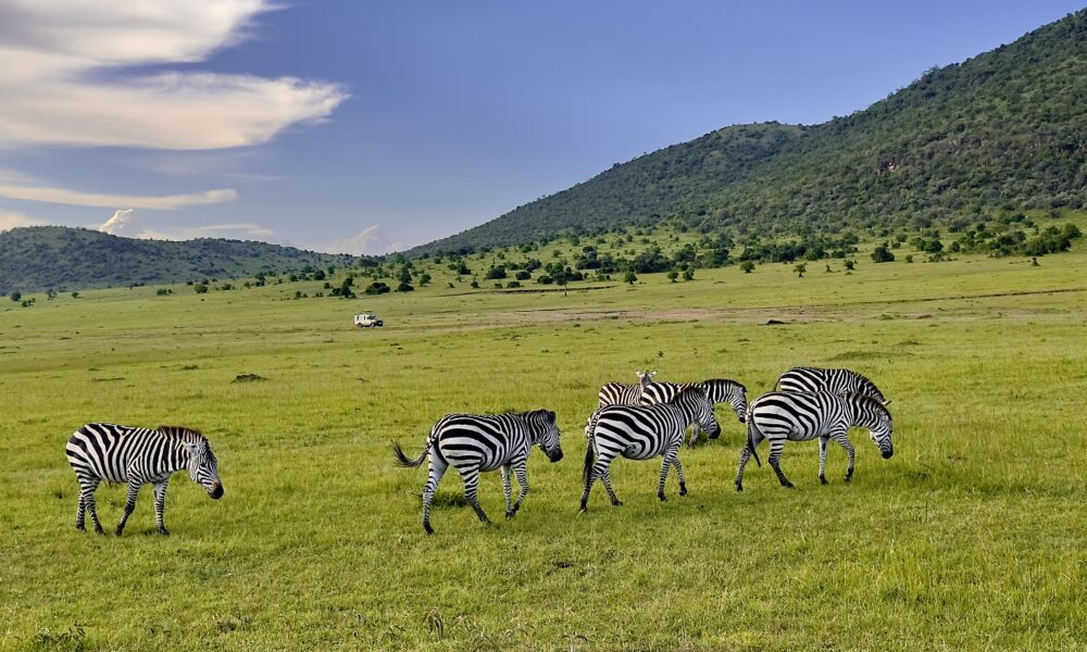 Exploring Mara Conservancies near Olorien Mara Camp in Masai Mara, Kenya, showcasing wildlife and conservation efforts.