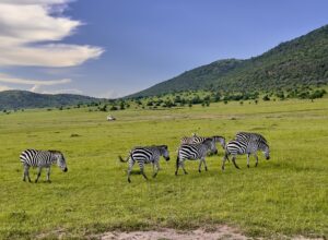 Exploring Mara Conservancies near Olorien Mara Camp in Masai Mara, Kenya, showcasing wildlife and conservation efforts.