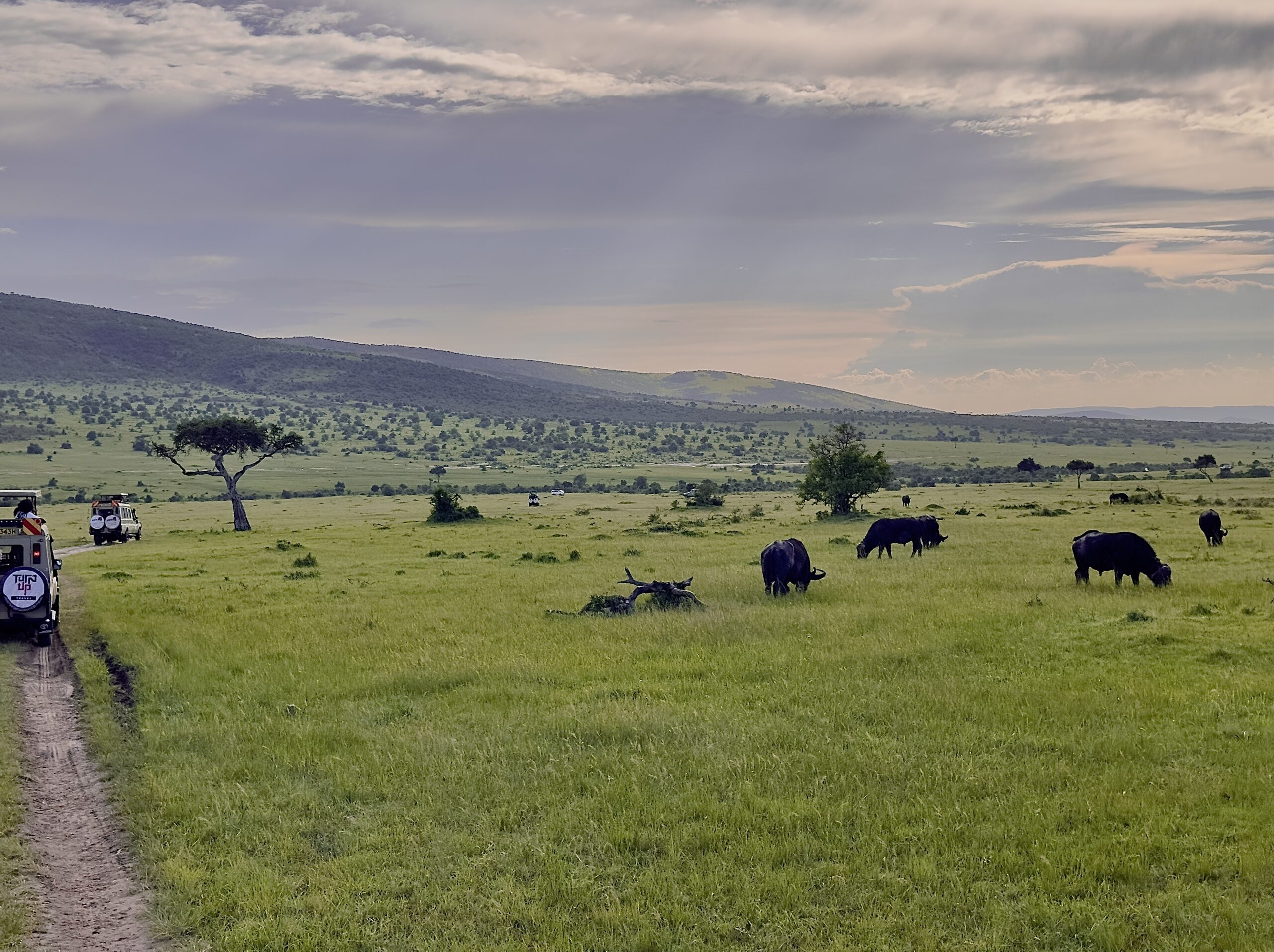 The Great Migration of wildebeest and zebras crossing the Mara River in Masai Mara, Kenya, near Olorien Mara Camp