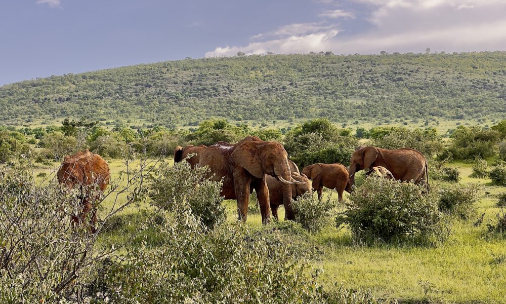 Elephant close-up in Masai Mara, seen during a game drive from Olorien Mara Camp.