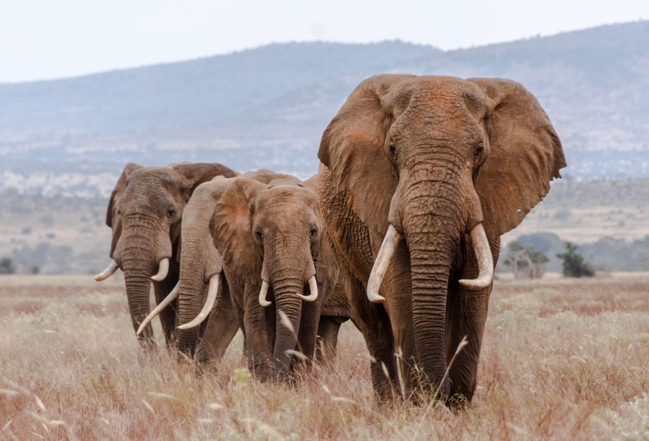 Elephant sightings during a game drive from Olorien Mara Camp, Masai Mara, Kenya.