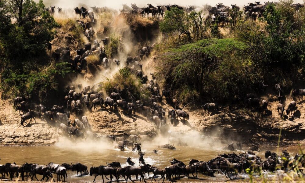 Wildebeest crossing the Mara River during the Great Migration near Olorien Mara Camp, Kenya.