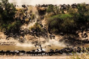 Wildebeest crossing the Mara River during the Great Migration near Olorien Mara Camp, Kenya.