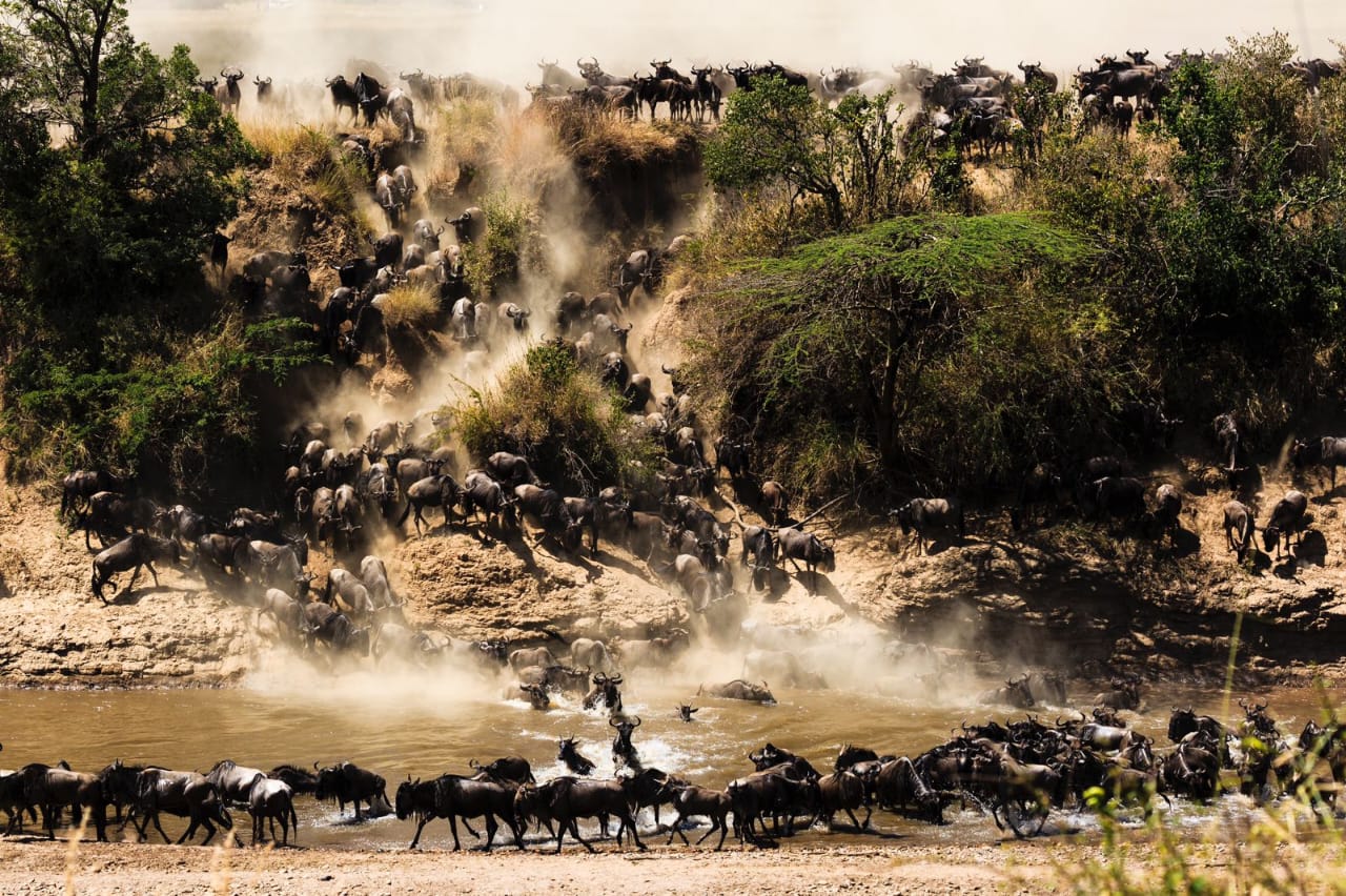 Wildebeest crossing the Mara River during the Great Migration near Olorien Mara Camp, Kenya.