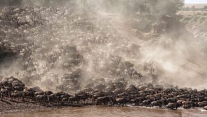 Great Wildebeest Migration across the Mara River near Olorien Mara Camp, Masai Mara.